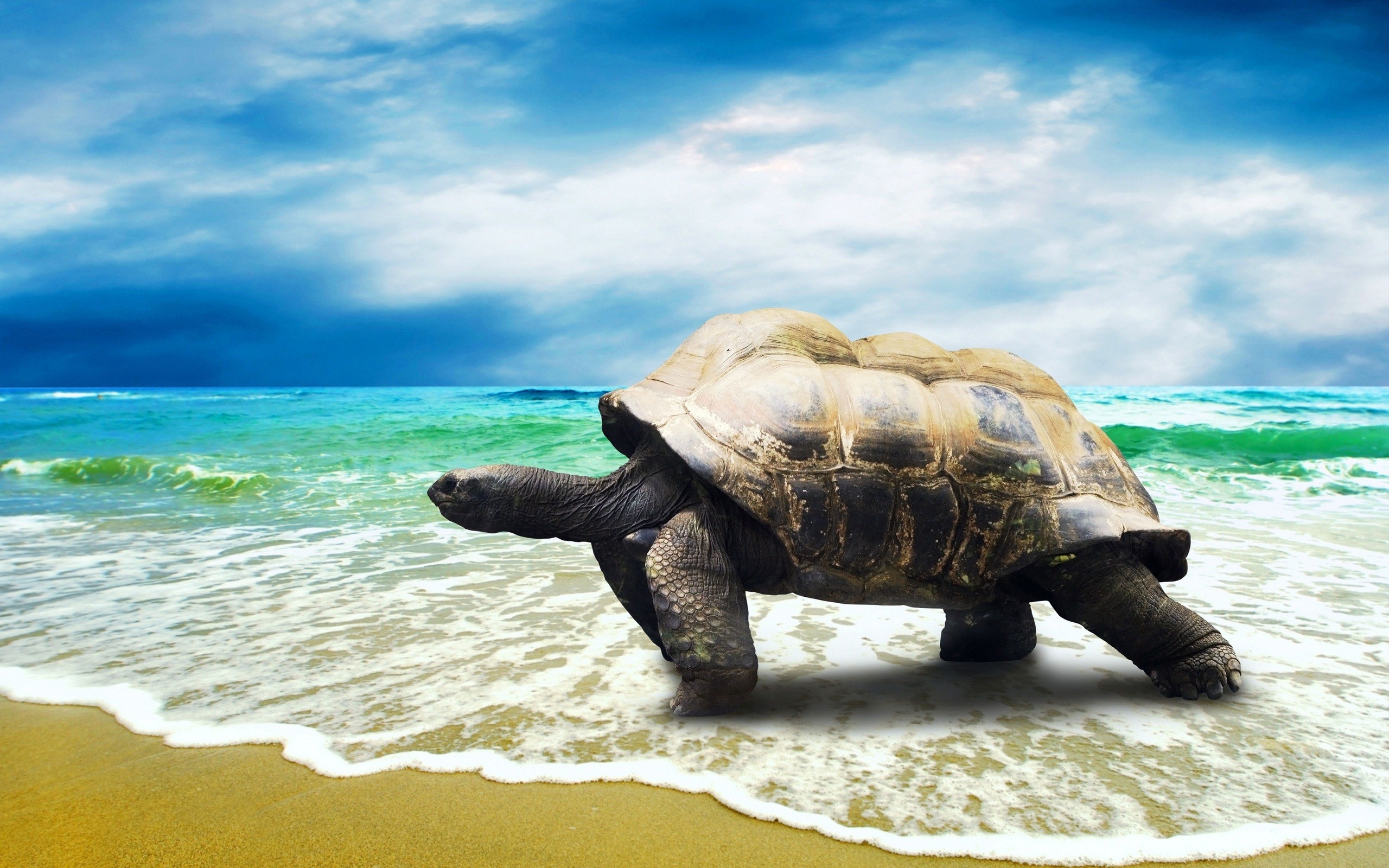 Tortoise For Mac Download